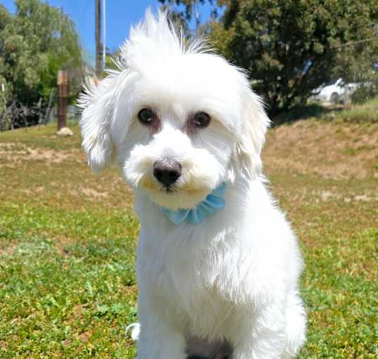 Photo of Piper