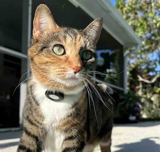 Photo of Jane Pawsten