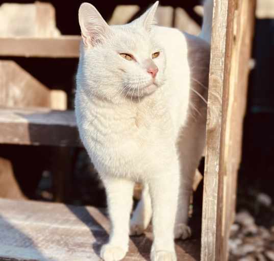 Photo of Horatio
