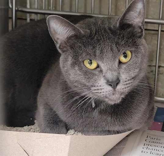 Photo of SMOKEY
