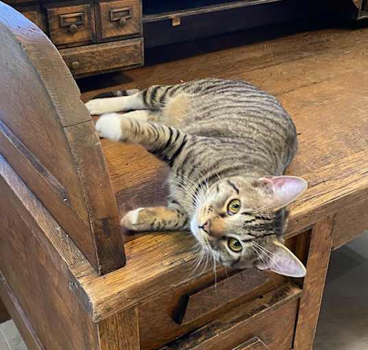 Photo of Columbo