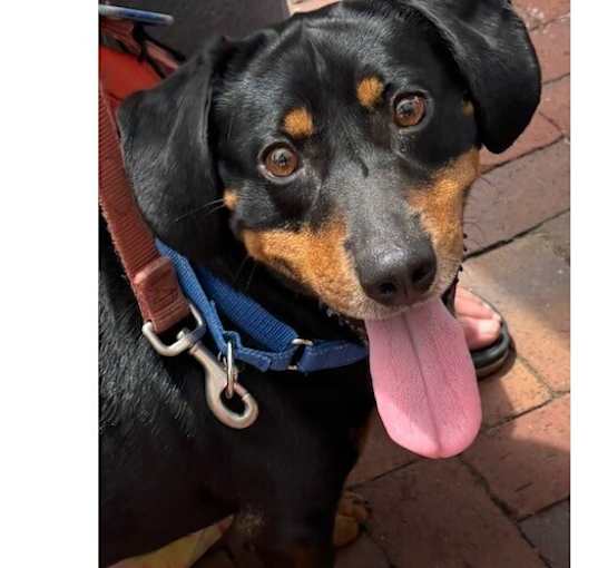 Photo of Baxter