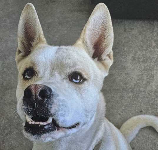 Photo of Milo
