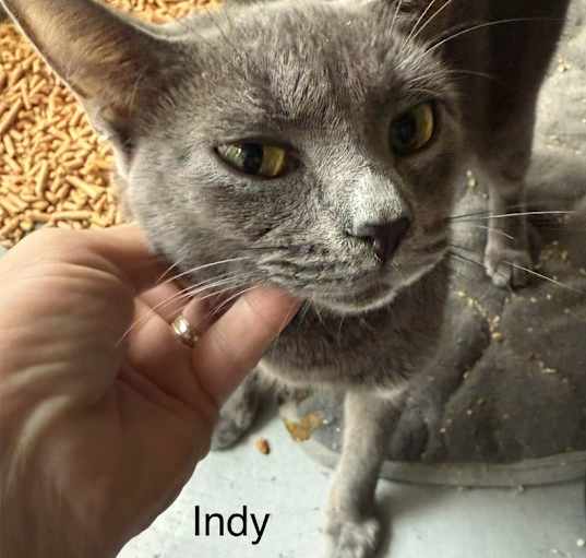 Photo of Indy
