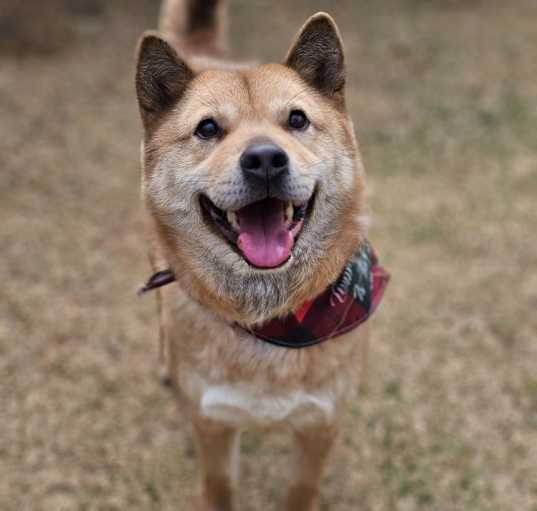 Photo of Jigu