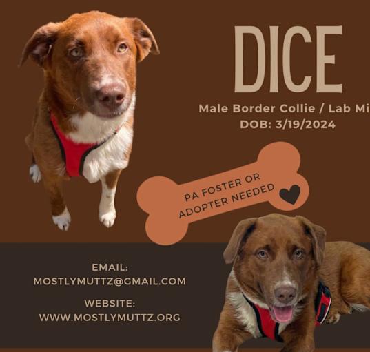 Photo of Dice