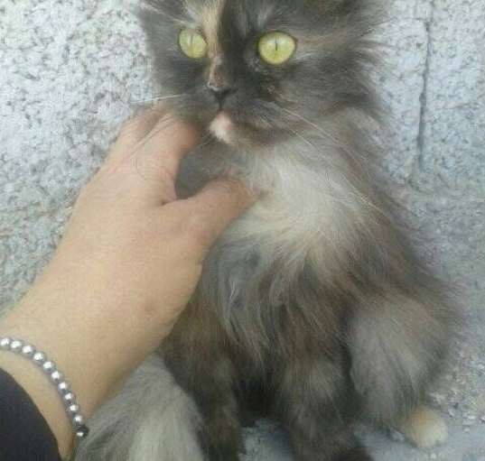 Photo of Graycie
