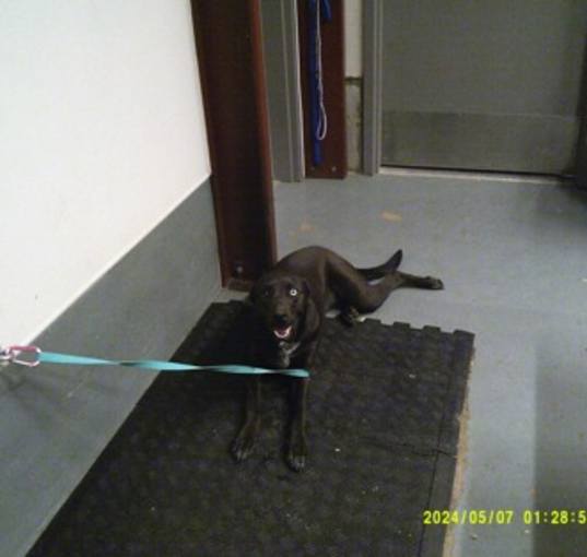 Photo of Nova