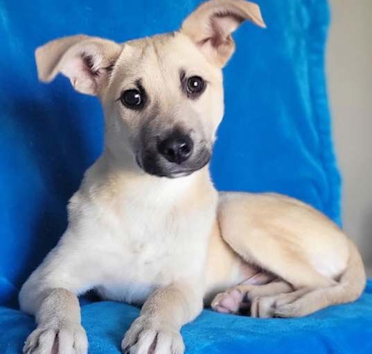 Photo of Ibono(Rehoming fee $280)