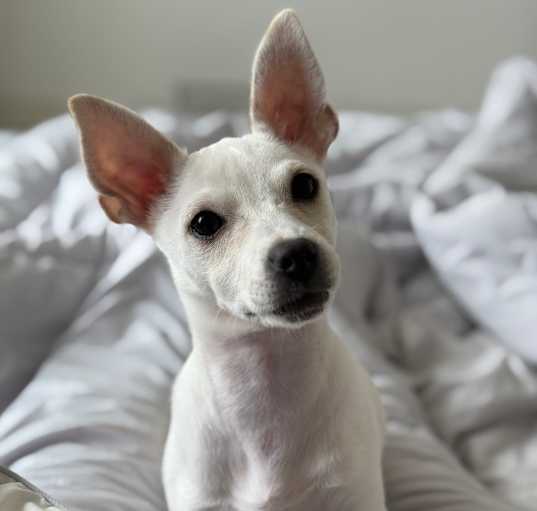 Photo of Koko