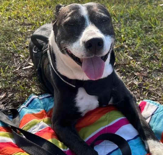 Photo of Biscuit