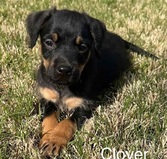 Photo of Clover