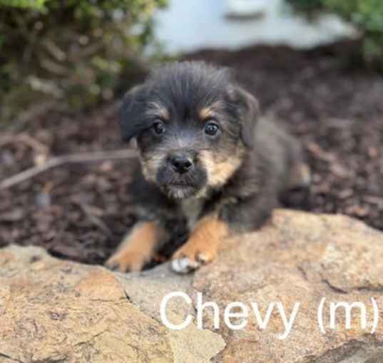 Photo of Chevy