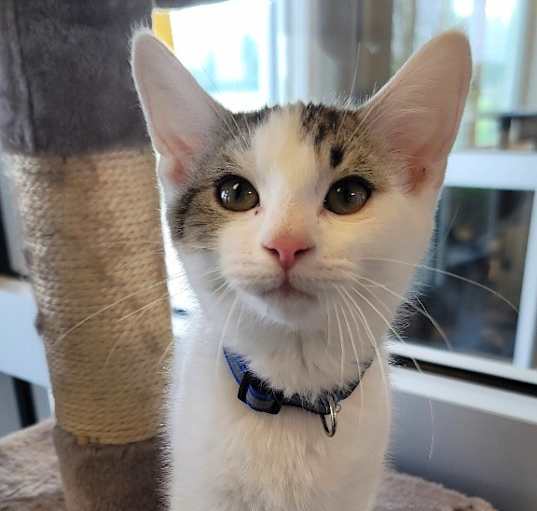 Photo of Clover