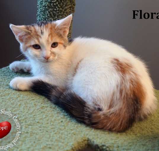 Photo of Flora