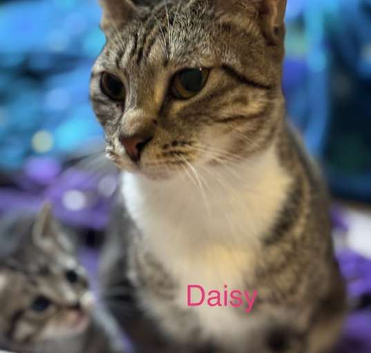 Photo of Daisy