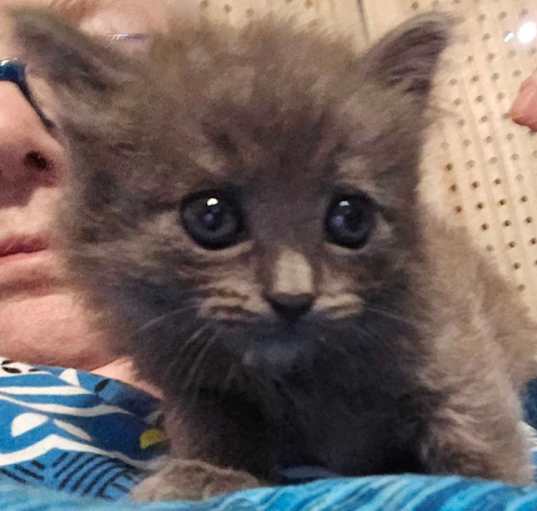 Photo of Xena