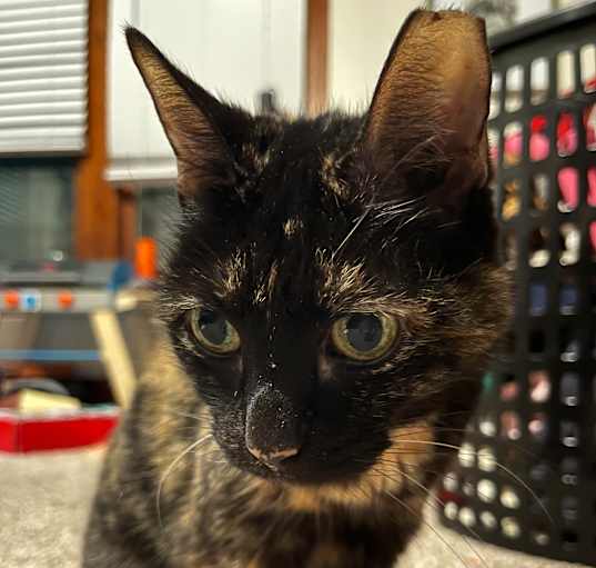 Photo of Willa