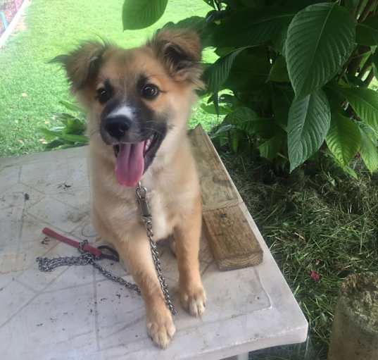 Photo of Rico
