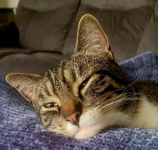 Photo of Seamus