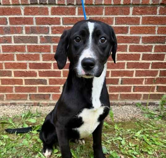 Photo of Frannie URGENT HELP!