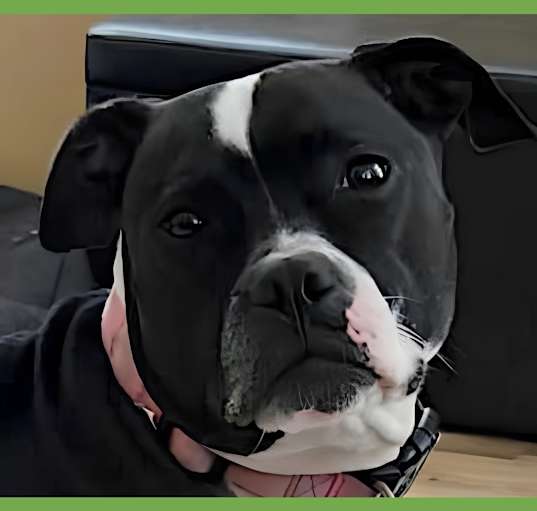 Photo of Sugar