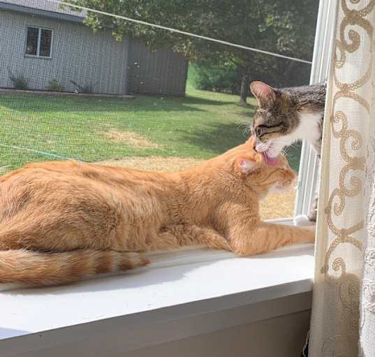 Photo of Rusty