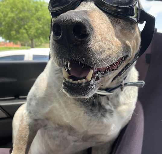 Photo of Bruin