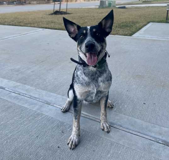 Photo of Charlie