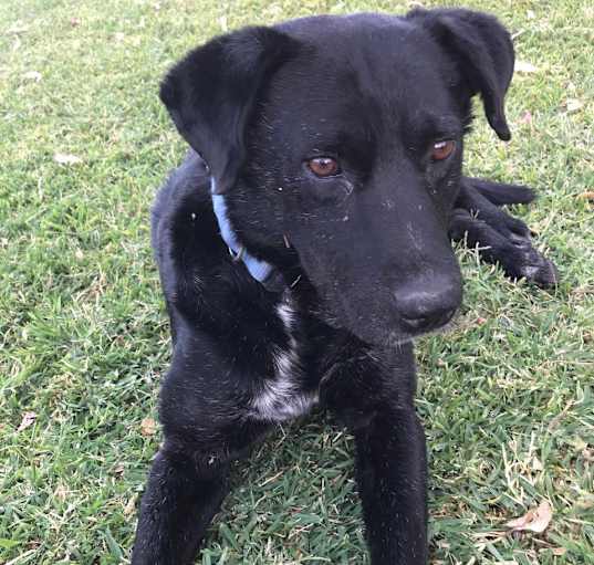 Photo of Blackie