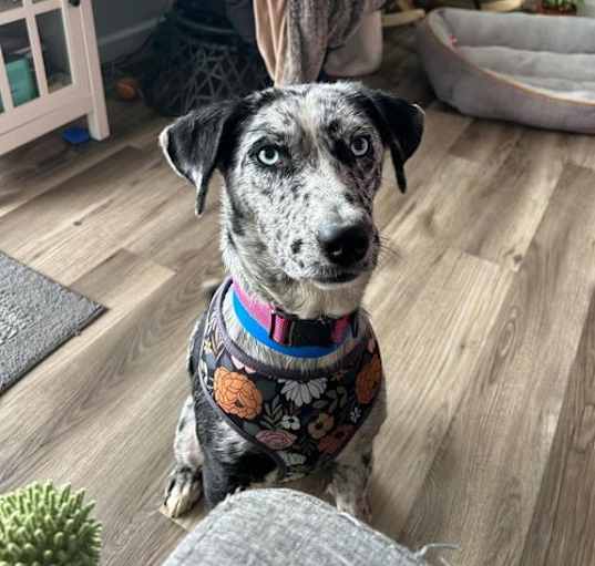 Photo of Birdie
