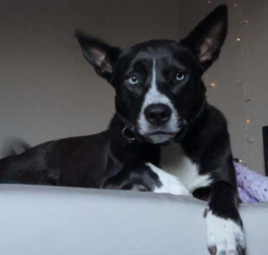 Photo of Willow