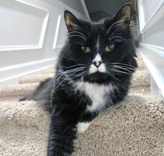 Photo of Mocha (in foster)