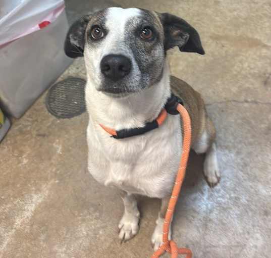 Photo of Stella