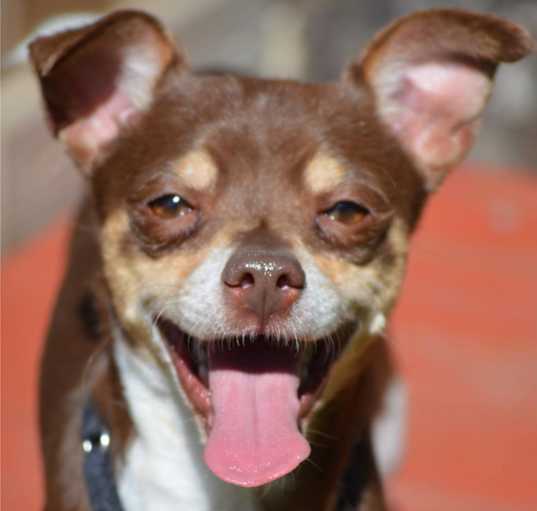 Photo of Gordo
