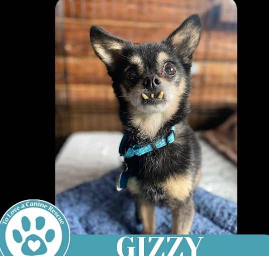 Photo of Gizzy 041225