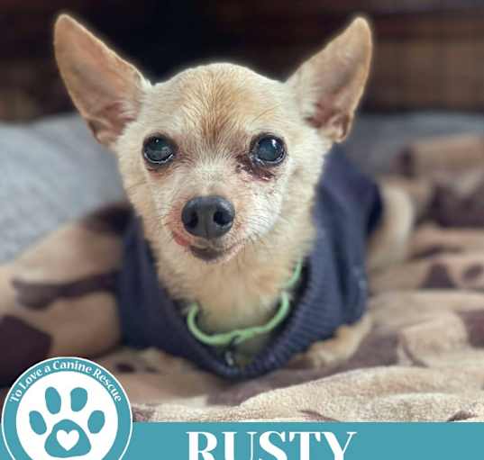 Photo of Rusty 041225