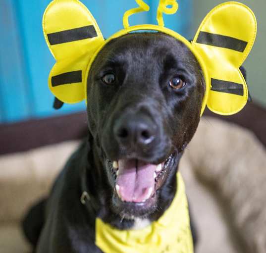 Photo of Sugar Daisy