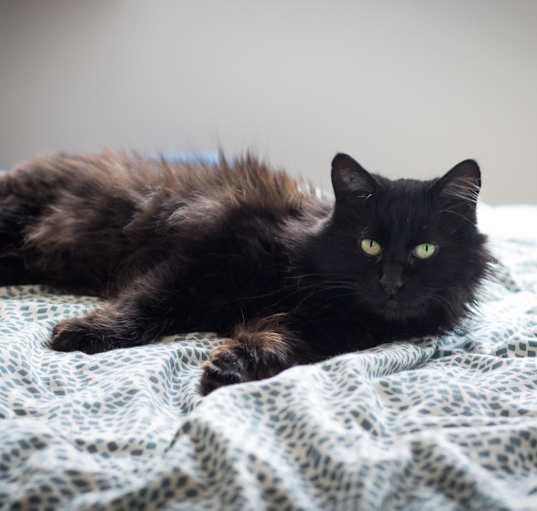 Photo of Lancelot 