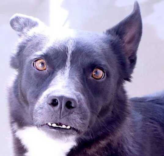 Photo of Chico