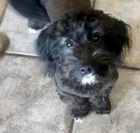 Photo of Millie