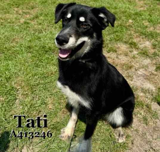 Photo of TATI