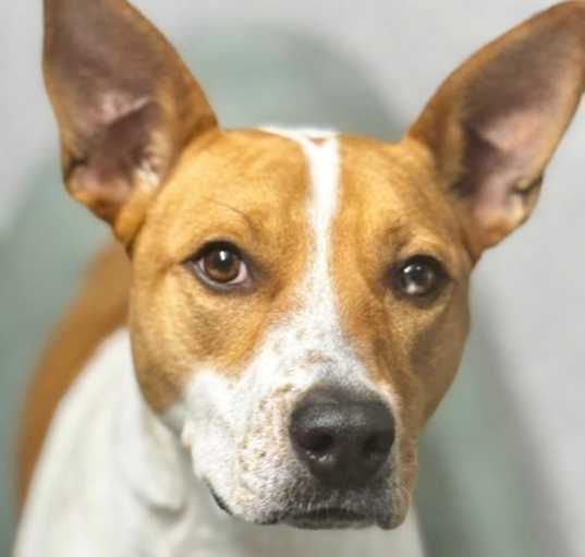 Photo of Bonnie