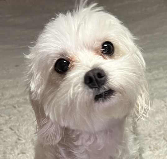 Photo of Layla