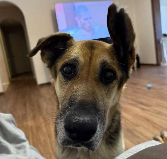 Photo of Hank