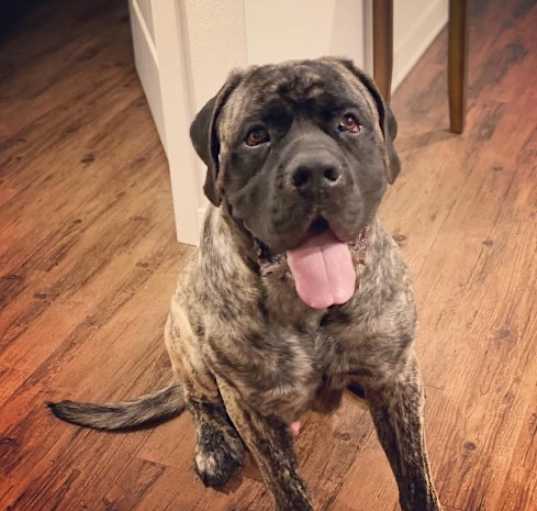 Photo of Diesel
