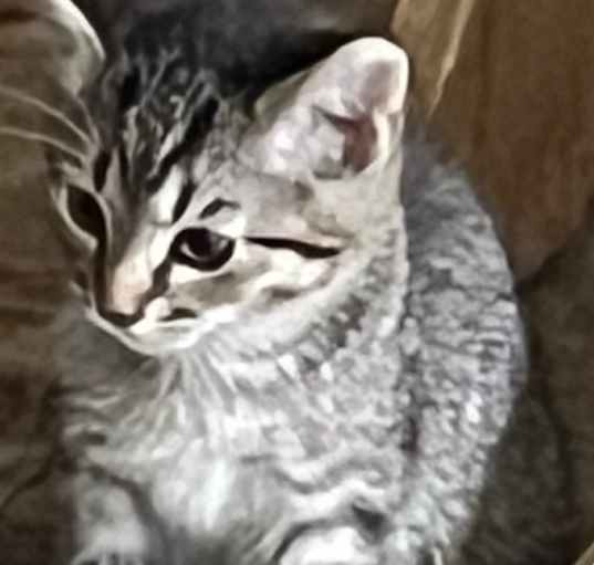 Photo of Tommy