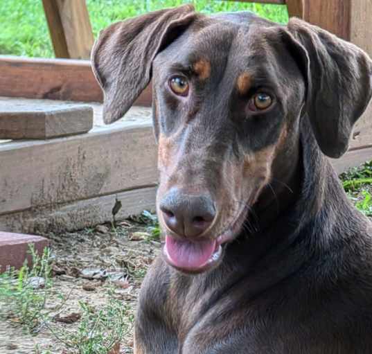 Photo of Aries