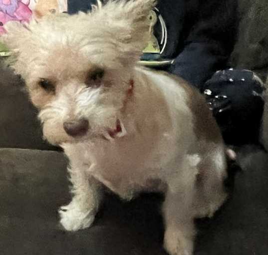 Photo of Blair Woofdorf