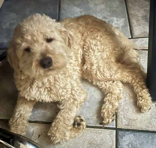 Photo of Freddie